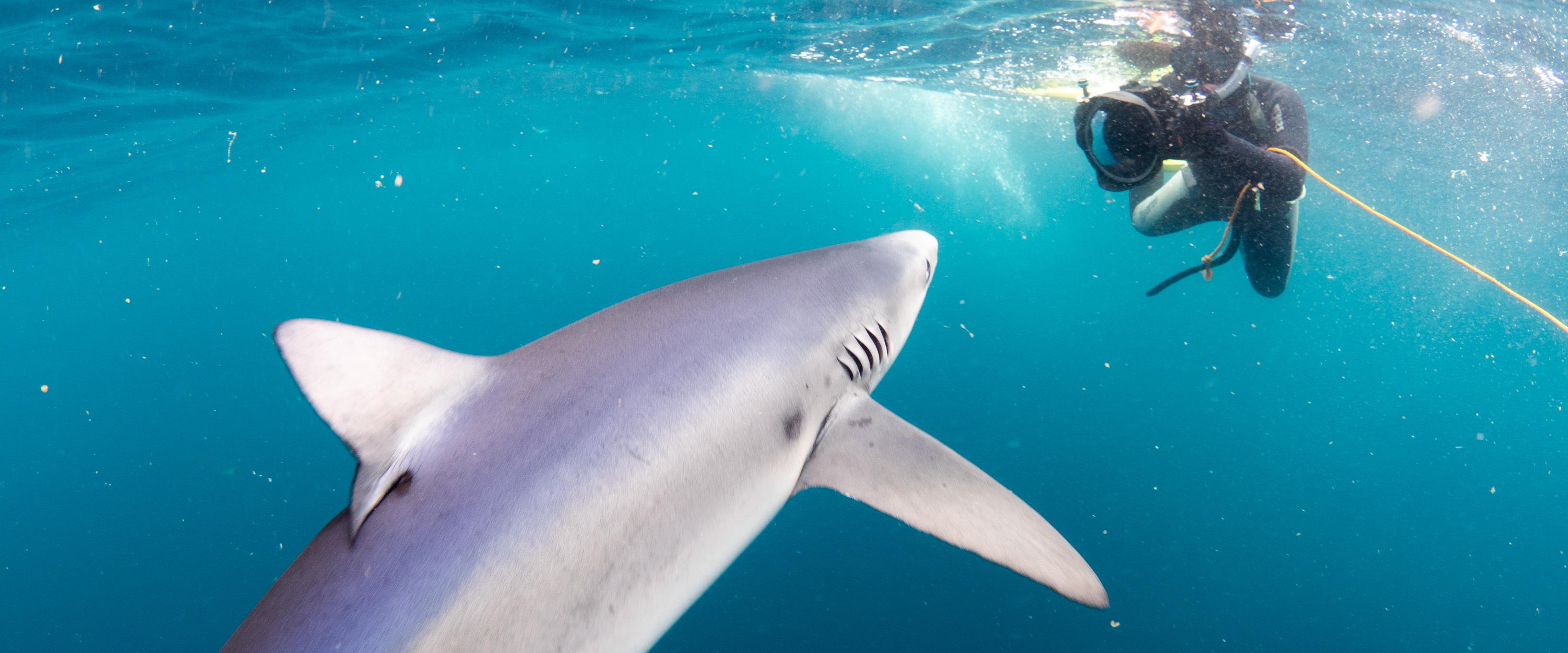 blue shark and photographer